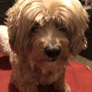 Meet your Posher, Cindy